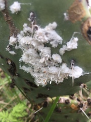 Dactylopius confusus