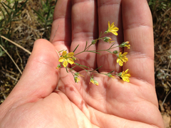 Hesperolinon breweri