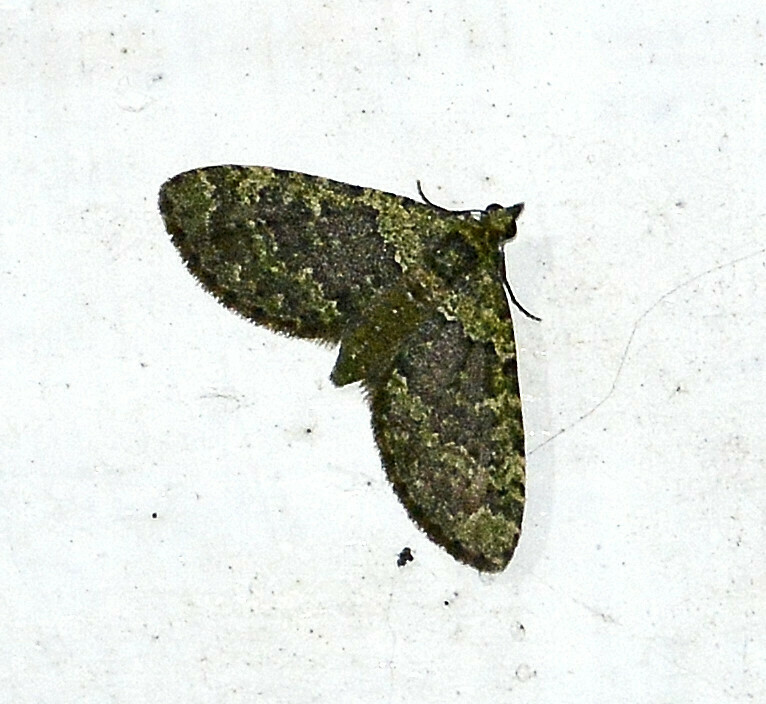 Hammaptera praderia