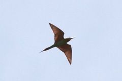 Merops persicus persicus