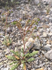 Phacelia coerulea