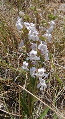 Penstemon albidus