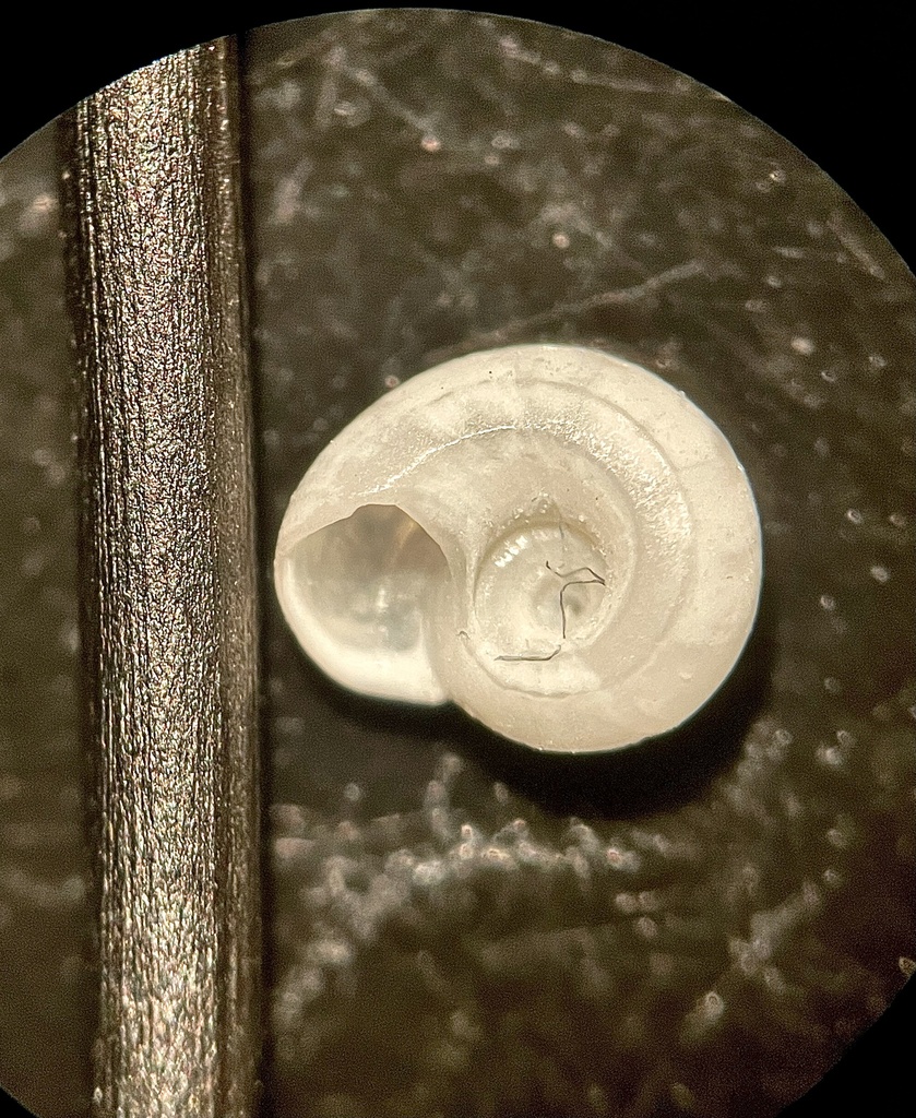 Cyclostremiscus trilix