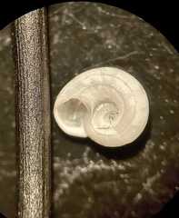 Trilix Vitrinella