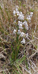 Penstemon albidus
