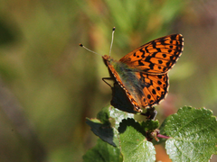 Boloria aquilonaris