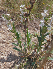 Penstemon albidus