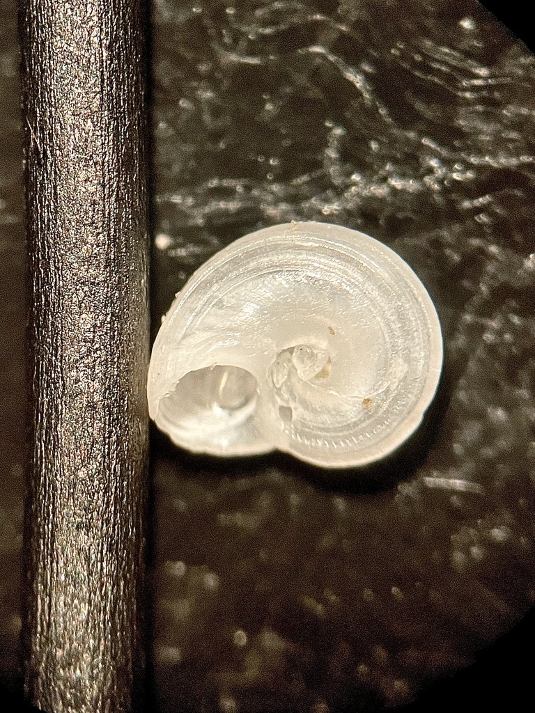 Gabb Vitrinella