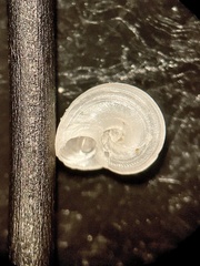 Gabb Vitrinella