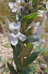 Penstemon albidus