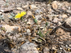 Malacothrix fendleri