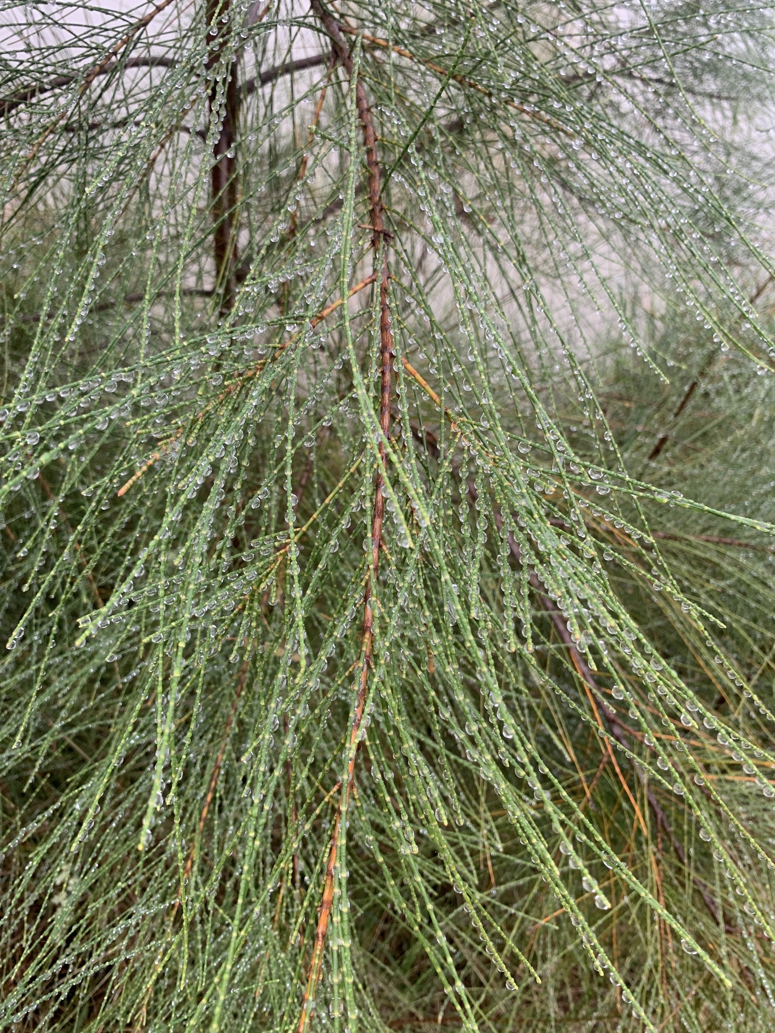 Casuarina (Casuarina cunninghamiana) · iNaturalist Ecuador