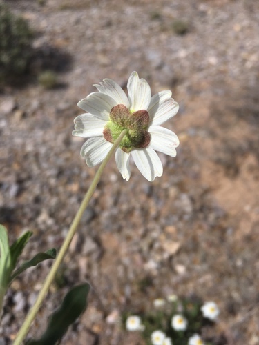 Melampodium leucanthum