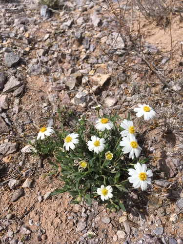 Melampodium leucanthum