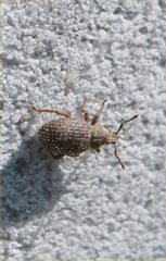 Cathormiocerus aristatus