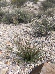 Polygala scoparioides