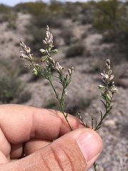 Polygala scoparioides