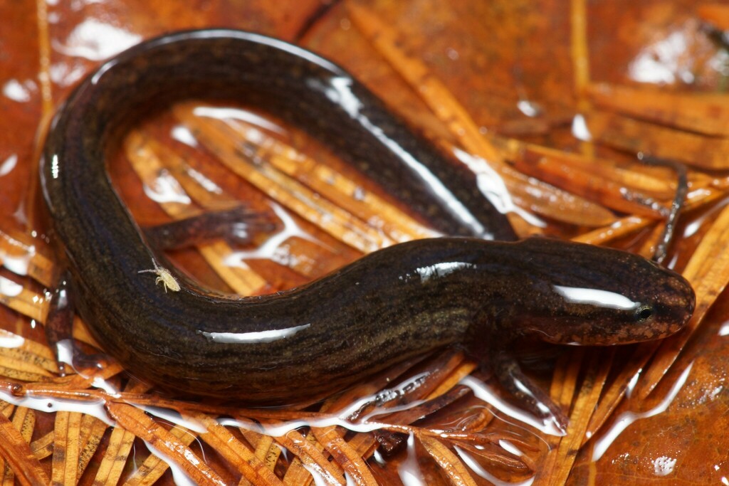 Many-lined Salamander in November 2023 by Max Ramey. Bertie County, NC ...