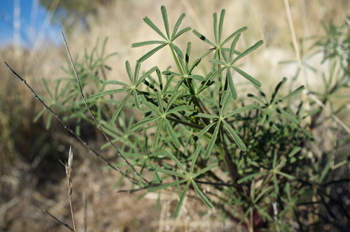 Collared Annual Lupine foliage