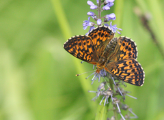 Boloria aquilonaris