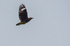 Yellow-Faced Myna photo 5