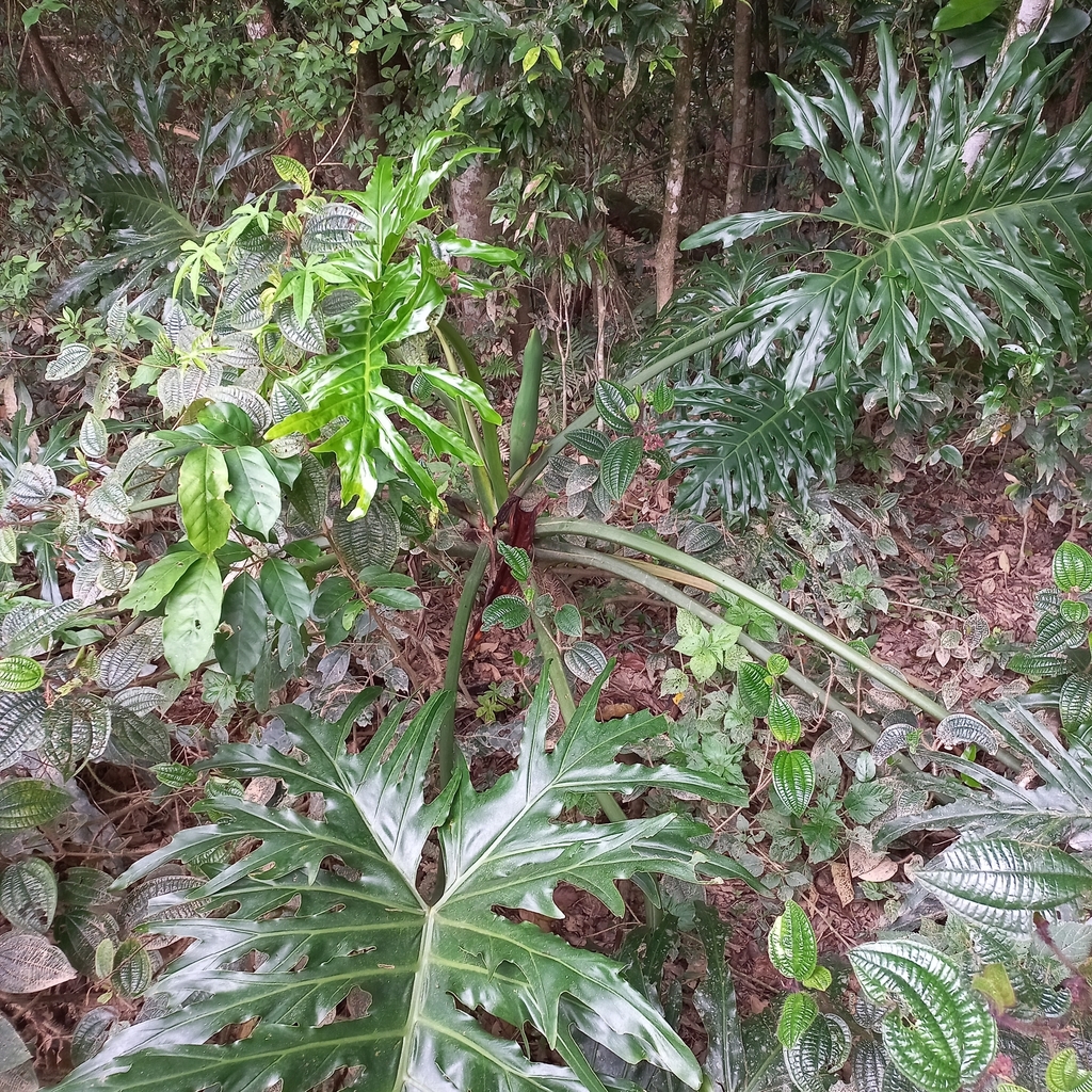 Tree Philodendron from Timbó, BR-SC, BR on November 26, 2023 at 04:10 ...