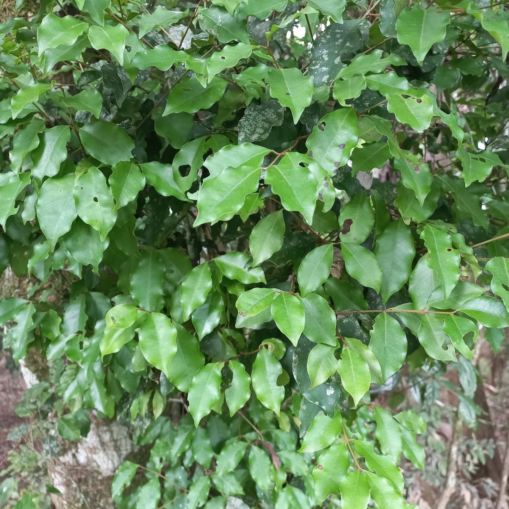 Eugenia verticillata