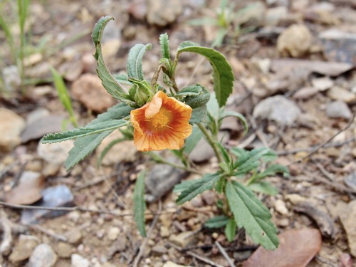 Image of New Mexico Fanpetals (Sida neomexicana) by (c) Sue Carnahan, some rights reserved (CC BY)