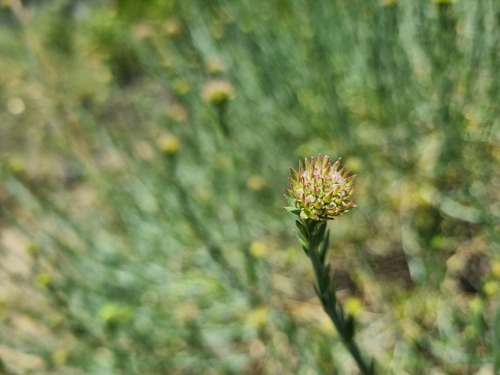 Malesherbia fasciculata (Malesherbia fasciculata)