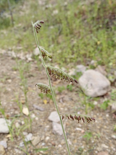 canyon cupgrass (Eriochloa lemmonii)