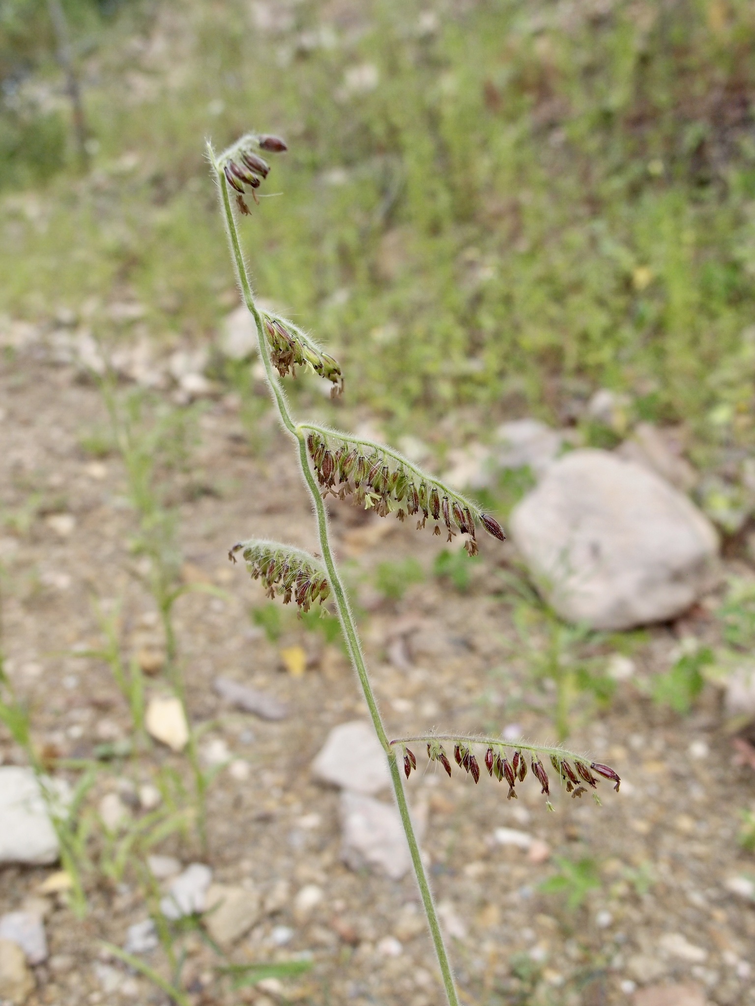 Eriochloa lemmonii