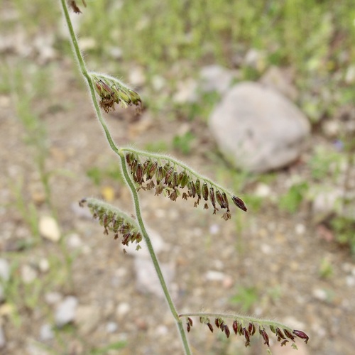 Image of Eriochloa lemmonii by (c) Sue Carnahan, some rights reserved (CC BY)
