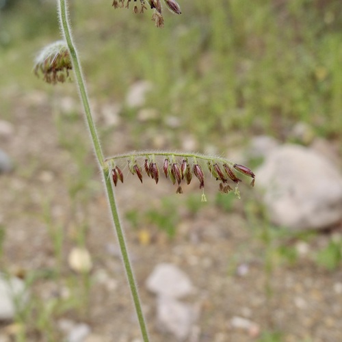 Image of Eriochloa lemmonii by (c) Sue Carnahan, some rights reserved (CC BY)