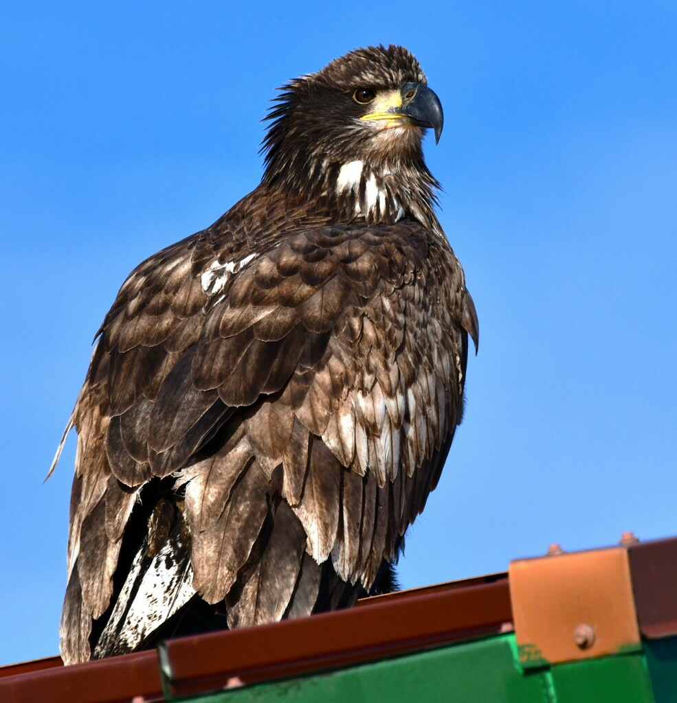 Bald eagle from bridge to bridge kennewick wa 99336 usa on november