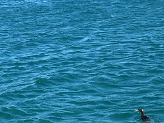 Leucocarbo chalconotus