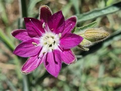 Malesherbia linearifolia (Malesherbia linearifolia)