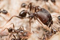 Pheidole rhea