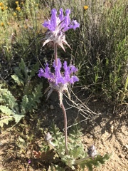 Salvia carduacea