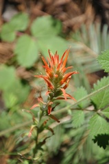 Castilleja disticha