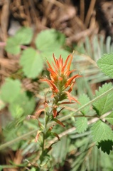 Castilleja disticha