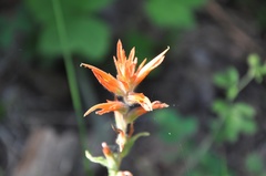 Castilleja disticha