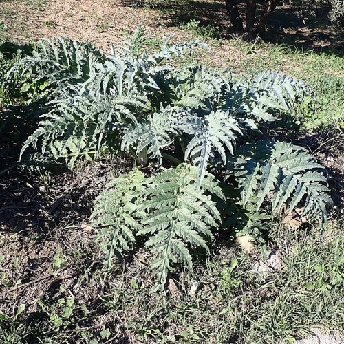 Avistamiento Alcaucil (alcachofa silvestre)