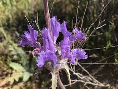 Salvia carduacea
