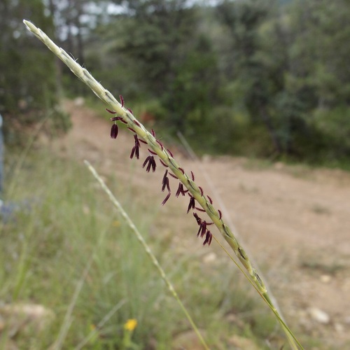Image of Elionurus barbiculmis by (c) Sue Carnahan, some rights reserved (CC BY)
