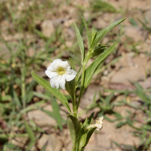yellow bush-violet (Browallia eludens)