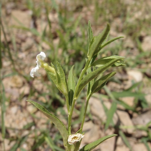 Image of Browallia eludens by (c) Sue Carnahan, some rights reserved (CC BY)