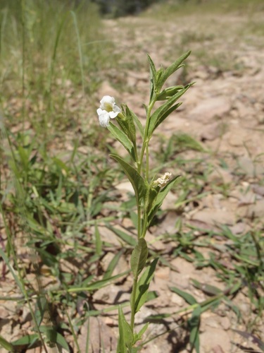 Image of Browallia eludens by (c) Sue Carnahan, some rights reserved (CC BY)