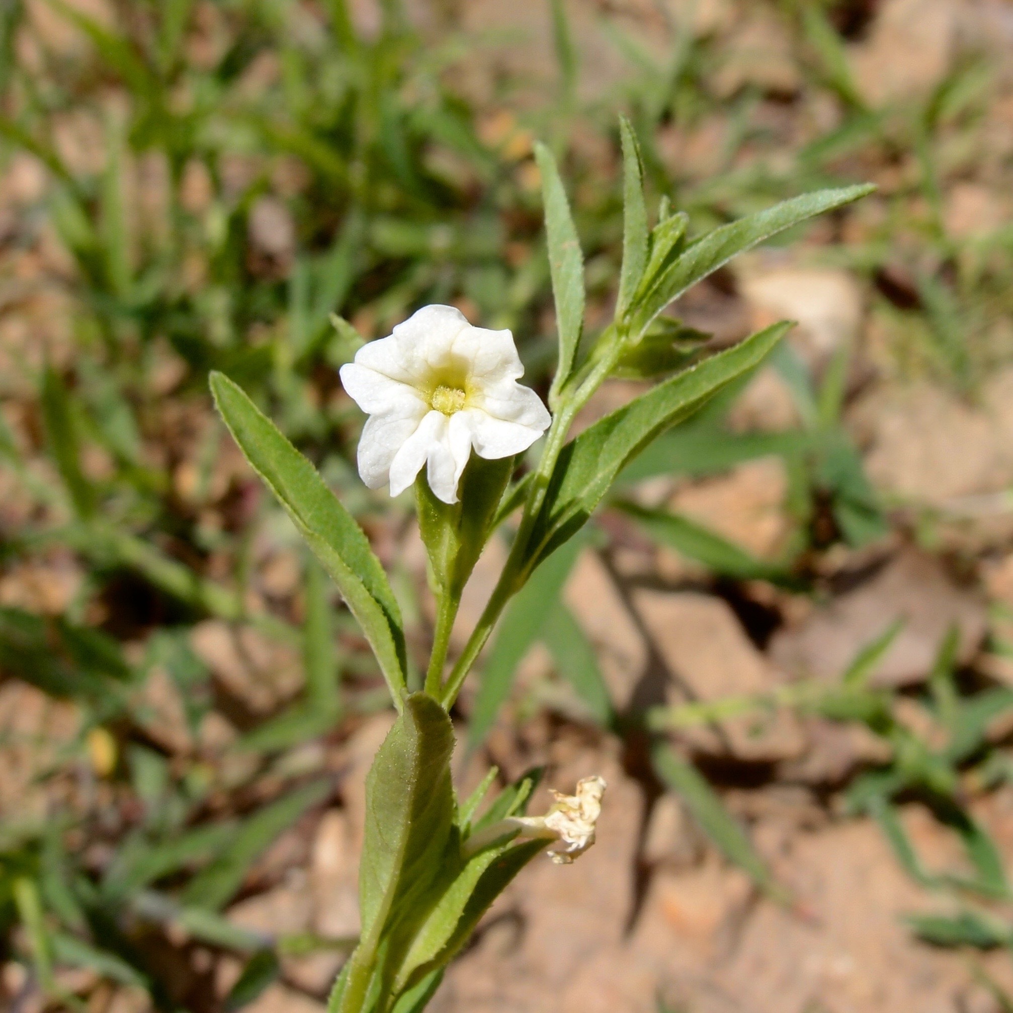 Browallia eludens