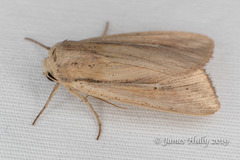 Leucania phragmitidicola