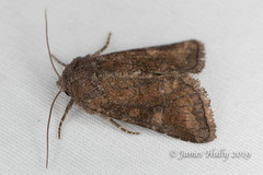 Lacinipolia meditata